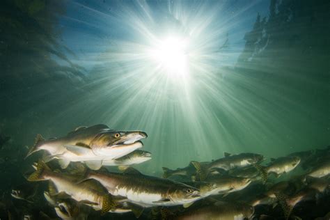 Underwater Salmon Photographs By Eiko Jones Photography