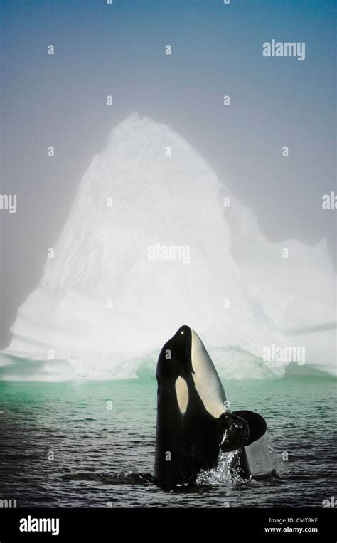 Killer Whale Emerging From Water With Iceberg In The Background