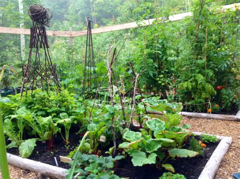 Its Time To Plant Your Fall Vegetable Garden Ufifas Extension