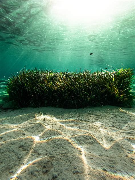 Download Beautiful Neptune Grass Seaweed Plant Wallpaper