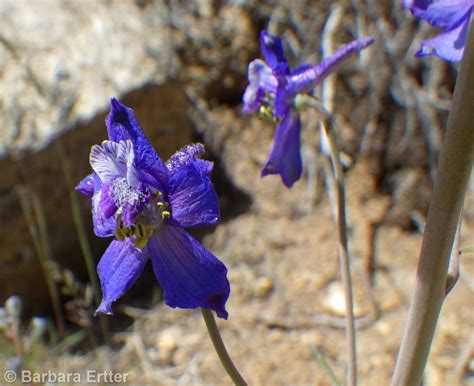 Delphinium Andersonii Treasures Of The Boise Front