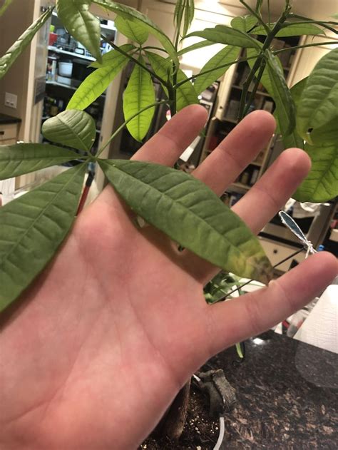 Check spelling or type a new query. My money trees leaves have been turning brown on the tips ...