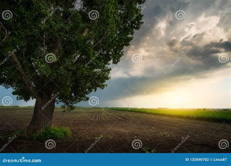 Lonely Big Tree On The Stormy Field Stock Photo Image Of Solitude