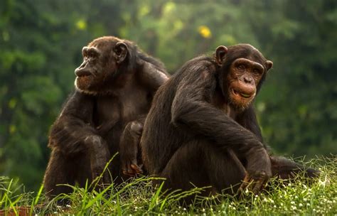 5 Different Types Of Apes Great And Lesser Apes List Animalstart