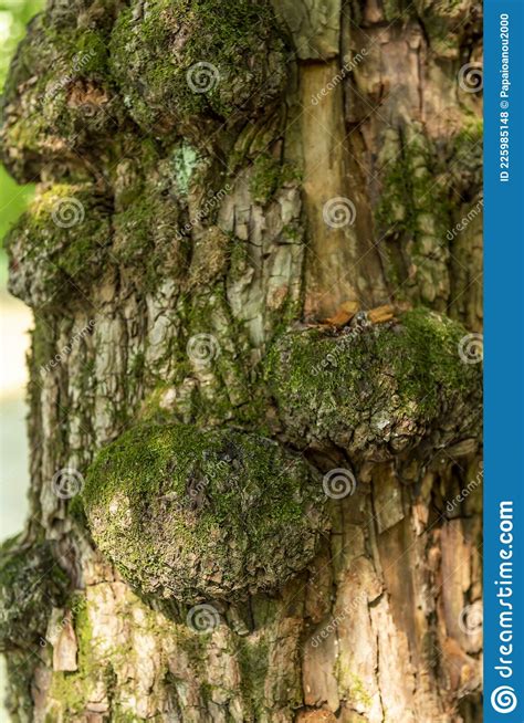Old Sick Tree On Which Grows Green Lichens Banner Stock Image