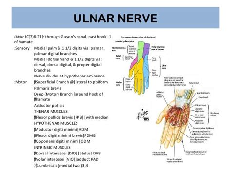 Anatomy of Hand
