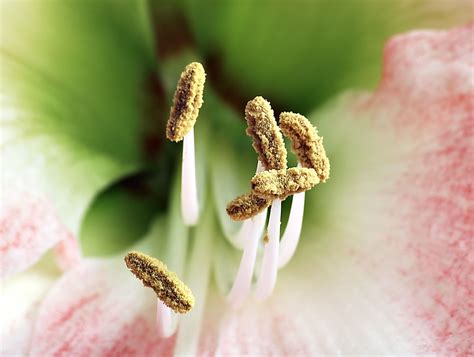 Great news!!!you're in the right place for stamen of a flower. Stamen - Wikipedia