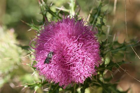 The purple flowers are rather striking even though they are small (about ½ inch across). Native Florida Wildflowers: May 2012