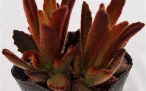 Learn growing and care, attractive indoor houseplant, keep cats away details. カランコエ シナモン Kalanchoe 'Cinnamon'｜多肉植物図鑑 PUKUBOOK(プクブック)