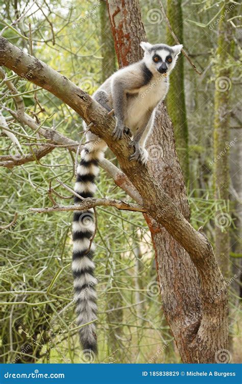 Ring Tailed Lemur In Tree Madagascar Stock Image Image Of Prosimian
