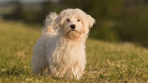 Havanese Breed Guide Characteristics History And Care Tips Pawlicy