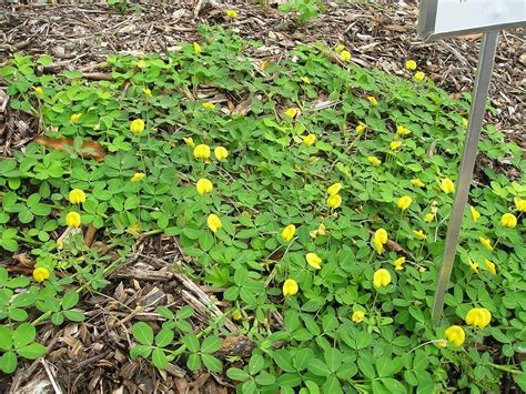 Golden Glory Perennial Peanut Groundcover Live Plant In