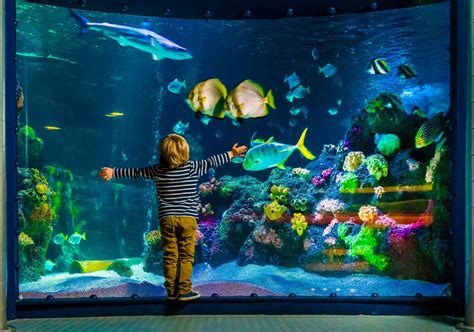 Sea Life Aquarium Ad Orlando Alla Scoperta Delle Creature Degli Oceani