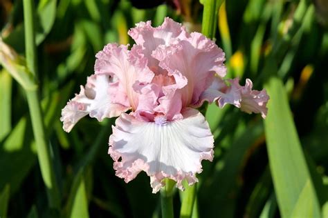 My iris' get great green leaves but i fail to get a bud, which in turn i don't get a bloom? Photo of the bloom of Tall Bearded Iris (Iris 'Don't Stop ...
