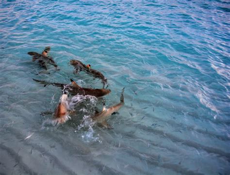Sheraton maldives full moon resort & spa. Review — Dip your toes in the water straight off the plane ...