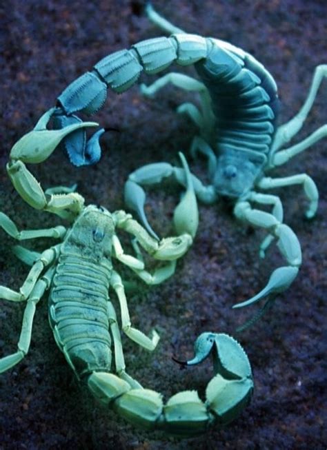 Blue Scorpions Scorpiones Insectos Raros Animales Extraños