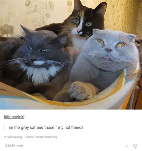 Funny Cats Cats Cute Animals Grey Cats
