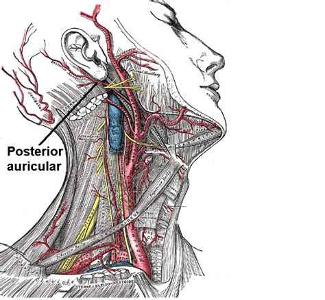 Posterior Auricular Artery Wikidoc