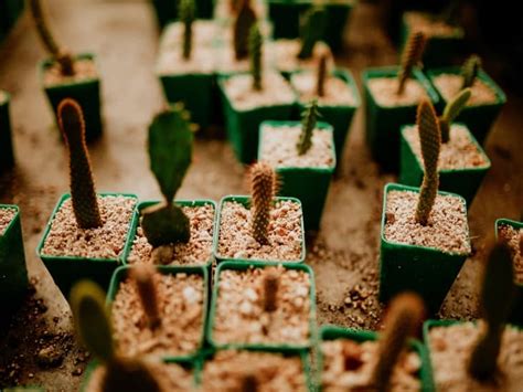 How To Grow Cactus From Seed Cactusway