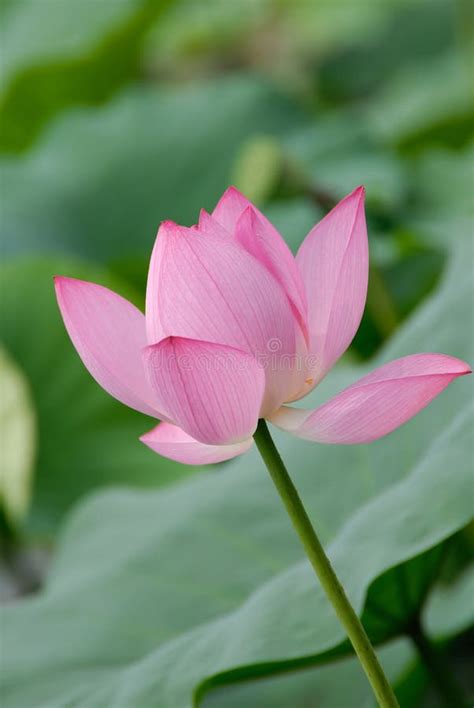 Single Stem Of Lotus Flower Stock Photo Image Of Flower Grow 6151048