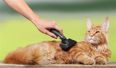 Top 5 best cat brushes. Choosing A Cat Brush And Top Cat Grooming Tips For Pet Owners