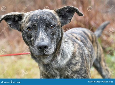 Brindle Dutch Shepherd Terrier Whippet Mix Dog Outside On Leash Stock