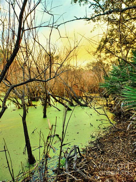Florida Swamp Photograph By Deana Peek Fine Art America