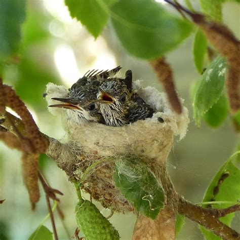 Hummingbird Nests Everything You Never Knew