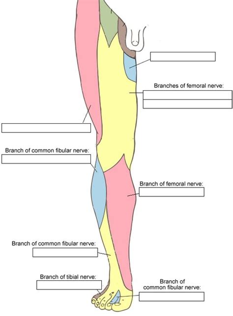 Results And Stats For Cutaneous Nerves Of The Lower Limb Anterior