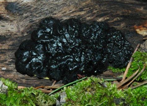 Fortunately, the right lawn care practices can go a long way toward prevention and treatment. 13 of the World's Most Bizarre Plants and Fungi | Types of ...