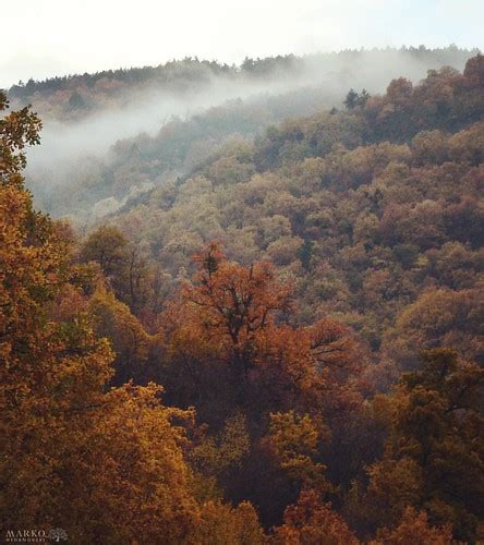 📓🎑 Leaves Autumn Forest Tree Path Mountain Moun Flickr