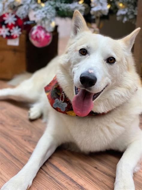 Downtown Dogs: They'll Make Your Day Paw-fect!