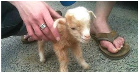 Video Of Baby Goats Is So Darn Cute Its Breaking The Internet