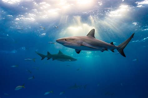 Shark Facts Habitat Behavior Diet
