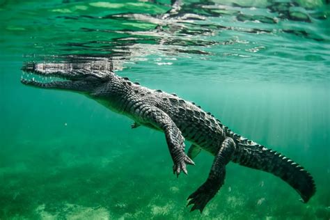 How Fast Can A Crocodile Swim Faster Than A Human