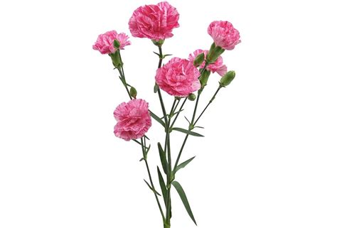 Loose Stem Pink Mini Carnation Flower Delivery Glendale Az Elite