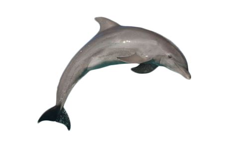 Atlantic Bottlenose Dolphin Jumping Png Image Purepng