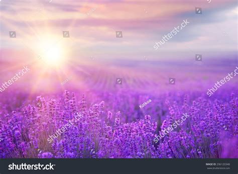 Sunset Over A Violet Lavender Field In Provence France