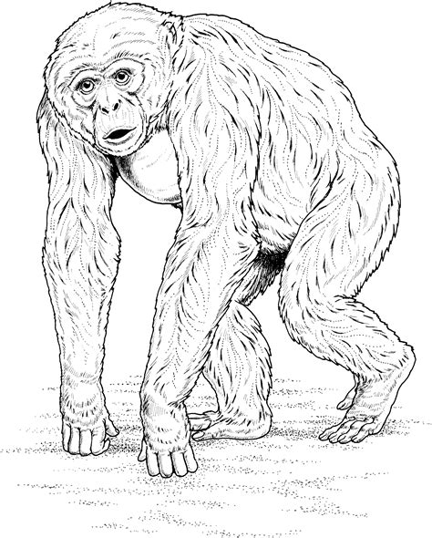 Download Primate Coloring Pages