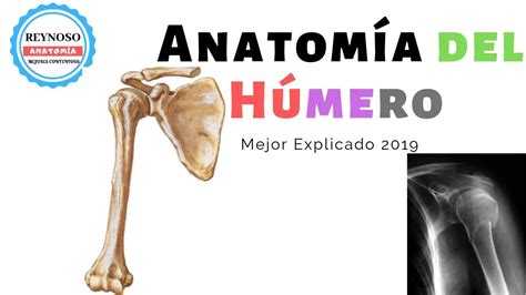 Anatomía Del Húmero Mejor Explicado 2019 Youtube