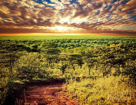 Serengeti Savanna Landscape In Tanzania Africa By Michal Bednarek