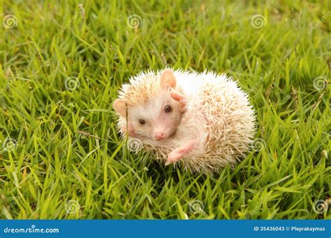 Hedgehog In The Garden Stock Image Image Of Forest Green 35436043