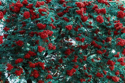 Many Clusters Of Rowan Berries On A Branch With Green Foliage A Tree