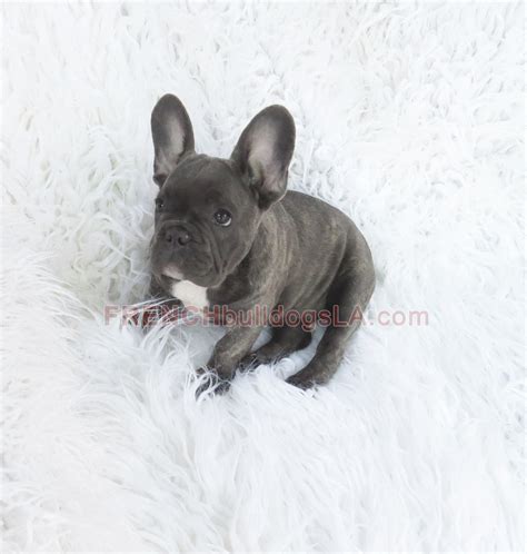 French bulldog information including personality, history, grooming, pictures, videos, and the akc breed standard. blue-french-bulldog-reverse-brindle-puppy-07 | French ...