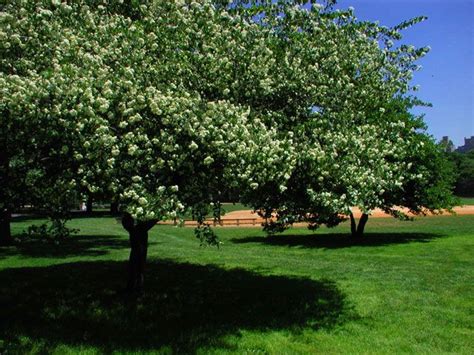 Flowering trees are among the most prized specimens of the yard, making a bold statement and often heralding the return of warmer weather in northern climates. Washington Hawthorn In Central Park, a late spring, early ...