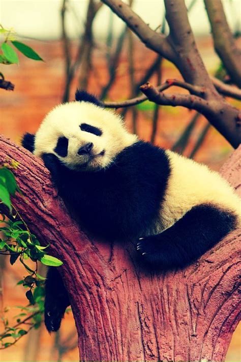 Source Art Of Nature Panda Bebe Cute Panda Panda Panda Animals And