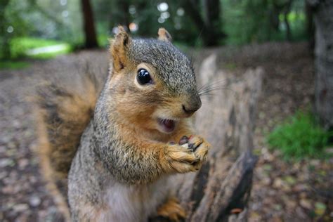 18 Surprising Facts About Squirrels