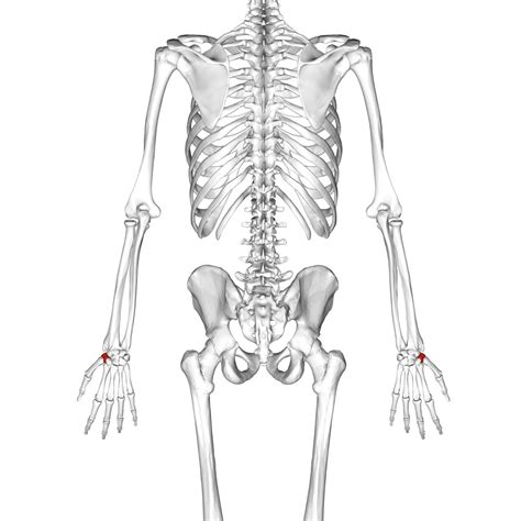 Trapezium Bone One Of Carpal Bones Dorsal View Body Bones Free