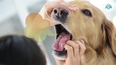 Home Remedies For Bad Breath In Dogs And Causes Youtube