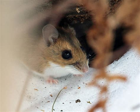 Deer Mouse Peromyscus Maniculatus Photo Tom Murray Photos At